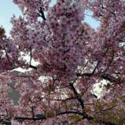 ヒメ日記 2026/03/18 15:06 投稿 あすか 桃色奥様 松戸本店