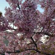 ヒメ日記 2026/03/19 10:50 投稿 あすか 桃色奥様 松戸本店