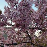 ヒメ日記 2026/03/19 13:33 投稿 あすか 桃色奥様 松戸本店