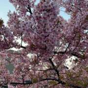 ヒメ日記 2026/03/22 14:21 投稿 あすか 桃色奥様 松戸本店