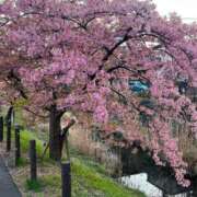 ヒメ日記 2026/03/26 10:44 投稿 あすか 桃色奥様 松戸本店