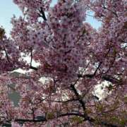 ヒメ日記 2026/04/03 10:34 投稿 あすか 桃色奥様 松戸本店