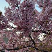 ヒメ日記 2026/04/07 10:42 投稿 あすか 桃色奥様 松戸本店