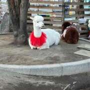 ヒメ日記 2026/04/13 13:48 投稿 あすか 桃色奥様 松戸本店