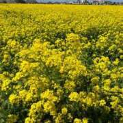 ヒメ日記 2026/04/26 10:53 投稿 あすか 桃色奥様 松戸本店