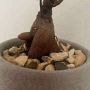 ヒメ日記 2025/11/16 09:03 投稿 聖愛(まりあ) 相模原人妻城