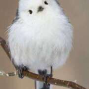 ヒメ日記 2025/07/04 17:00 投稿 海老名 ANECOTE