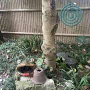 ヒメ日記 2025/07/19 07:15 投稿 海老名 ANECOTE