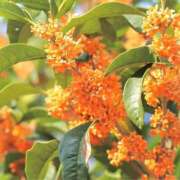 ヒメ日記 2025/10/10 21:03 投稿 海老名 ANECOTE