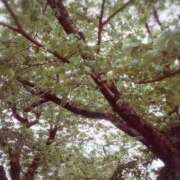 ヒメ日記 2025/06/01 13:19 投稿 いのりちゃん ちょい！ぽちゃロリ倶楽部Hip's馬橋店