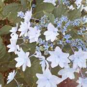 ヒメ日記 2025/07/05 13:11 投稿 いのりちゃん ちょい！ぽちゃロリ倶楽部Hip's馬橋店