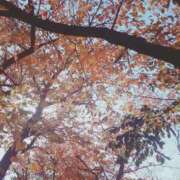 ヒメ日記 2025/11/24 14:02 投稿 いのりちゃん ちょい！ぽちゃロリ倶楽部Hip's馬橋店