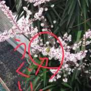 ヒメ日記 2025/03/09 09:16 投稿 水谷 人妻最後の砦 小岩店