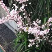 ヒメ日記 2025/03/23 09:42 投稿 水谷 人妻最後の砦 小岩店