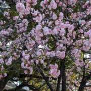 ヒメ日記 2025/04/09 09:15 投稿 水谷 人妻最後の砦 小岩店