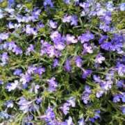 ヒメ日記 2025/04/12 10:34 投稿 水谷 人妻最後の砦 小岩店