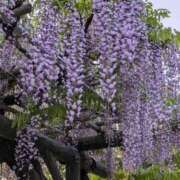 ヒメ日記 2025/04/27 20:01 投稿 水谷 人妻最後の砦 小岩店