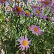 ヒメ日記 2025/05/05 10:01 投稿 水谷 人妻最後の砦 小岩店