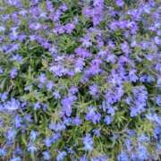 ヒメ日記 2025/05/06 10:06 投稿 水谷 人妻最後の砦 小岩店