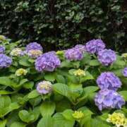 ヒメ日記 2025/06/03 18:30 投稿 水谷 人妻最後の砦 小岩店