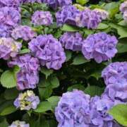 ヒメ日記 2025/06/14 12:23 投稿 水谷 人妻最後の砦 小岩店