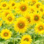 ヒメ日記 2025/08/16 10:30 投稿 水谷 人妻最後の砦 小岩店