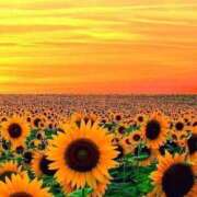 ヒメ日記 2025/09/15 12:16 投稿 水谷 人妻最後の砦 小岩店