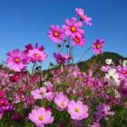 ヒメ日記 2025/11/04 11:20 投稿 とわこ 逢って30秒で即尺