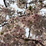 ヒメ日記 2026/03/30 17:53 投稿 れい ニューグランド