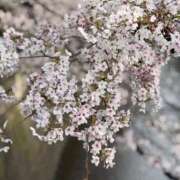 ヒメ日記 2026/03/31 15:43 投稿 れい ニューグランド