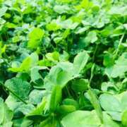 ヒメ日記 2025/09/19 23:55 投稿 ひな 完熟ばなな新宿