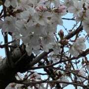 ヒメ日記 2025/03/29 17:46 投稿 アノ Picasso(ピカソ)