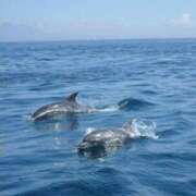 ヒメ日記 2025/04/07 18:33 投稿 アノ Picasso(ピカソ)