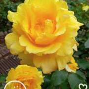 ヒメ日記 2025/10/24 08:26 投稿 中村あずさ 五十路マダム 仙台店