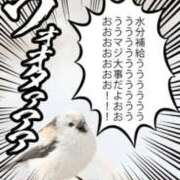 ヒメ日記 2026/05/02 14:54 投稿 藍子（あいこ） ビッグバード