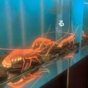 ヒメ日記 2024/12/09 20:05 投稿 るる コートダジュール