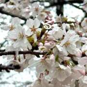 ヒメ日記 2025/03/29 17:02 投稿 るる コートダジュール