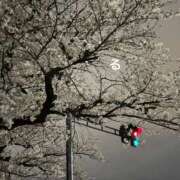 ヒメ日記 2025/03/31 22:01 投稿 るる コートダジュール