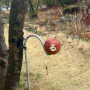 ヒメ日記 2025/04/02 12:05 投稿 るる コートダジュール