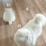 ヒメ日記 2025/04/12 09:00 投稿 るる コートダジュール