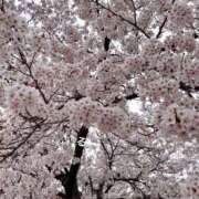 ヒメ日記 2025/04/13 18:03 投稿 るる コートダジュール