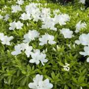 ヒメ日記 2025/04/18 18:03 投稿 るる コートダジュール