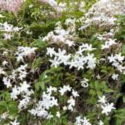 ヒメ日記 2025/05/01 18:04 投稿 るる コートダジュール