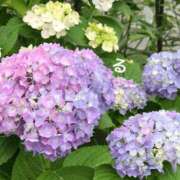 ヒメ日記 2025/05/26 10:31 投稿 るる コートダジュール