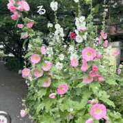 ヒメ日記 2025/06/10 10:37 投稿 るる コートダジュール