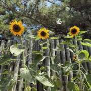 ヒメ日記 2025/08/03 13:09 投稿 るる コートダジュール