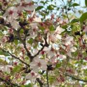 ヒメ日記 2026/04/14 16:30 投稿 るる コートダジュール