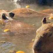 ヒメ日記 2026/02/09 22:34 投稿 ひとみ 完熟ばなな梅田