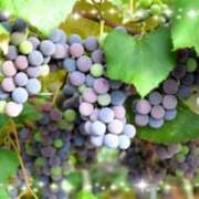 ヒメ日記 2025/08/22 09:44 投稿 みゆき 完熟ばなな梅田