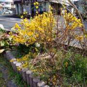 ヒメ日記 2025/03/27 09:48 投稿 向井 熟女待機所 厚木店